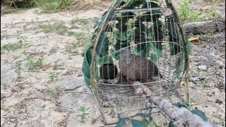 [Đã chốt về khánh hòa] 01 | Mồi Lỡ Thổ Pha Sát Bổi 