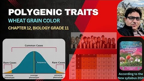 Polygenic Traits | Explanation of wheat grain color inheritance | Grade 11 Biology | 2025