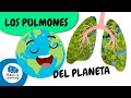 Quiz sobre los Pulmones Verdes de la Tierra