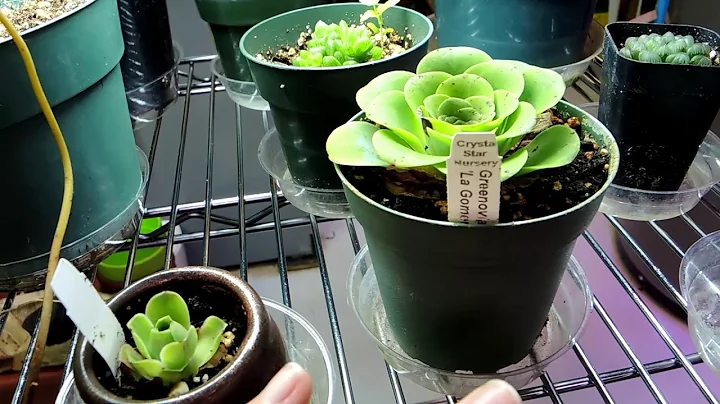 New Plants - Thank You Corina