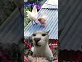 ميمز الدجاجه 