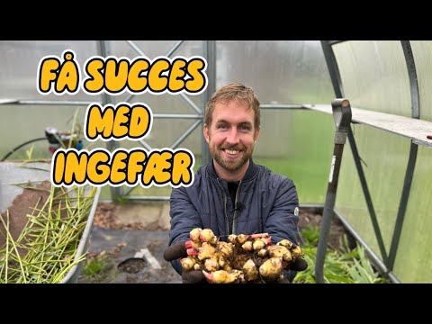 Video: Sådan dyrker du ingefærrod - plantning af ingefærplante i din urtehave