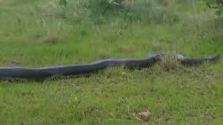 A Massive python spotted in Ballito #snake#python#viralvideo