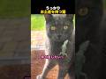 うっかりお土産を持つ猫