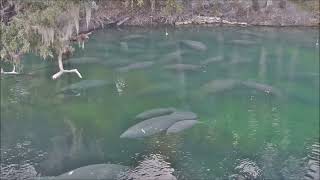 Manatee adoptee Aqua and calf at Blue Spring on December 8th, 2024