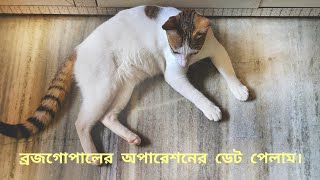 ব্রজগোপাল নিউটারের জন্য রেডি! 😸 #cat #catlover #catvideo #kitten #youtube #youtubevideo #catlife