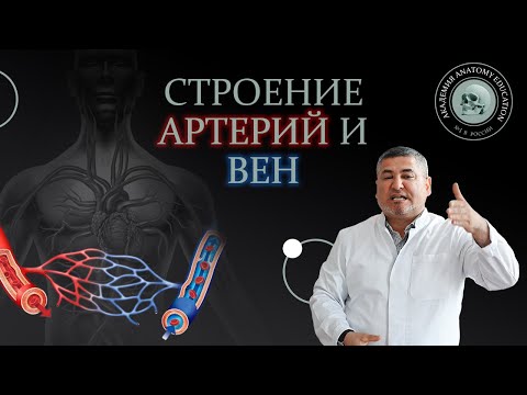 Закономерности строения артерий и вен