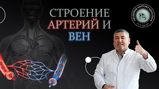 Закономерности строения артерий и вен