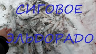 Рыбалка на сига при свечах. Шпарило весь день. Сухое море, Кадь.