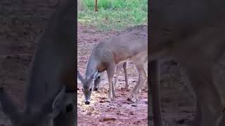 “Whitetail Deer Hunting | Amazing Deer Feeding Moments #DeerHunting #WhitetailDeer #Hunting