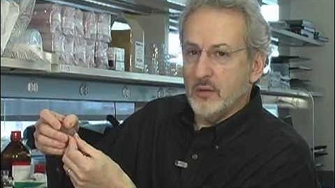 Living, Breathing Human Lung-on-a-Chip @ Harvard University