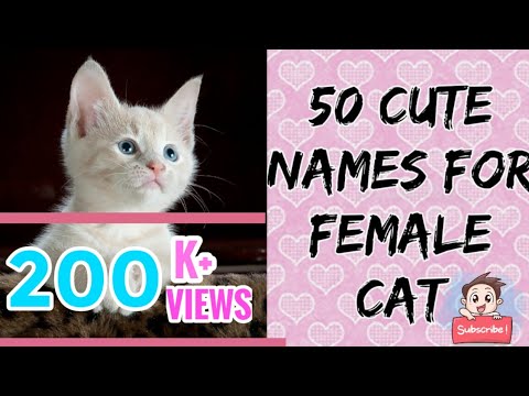 वीडियो: वयस्क बिल्ली के लिए सबसे अच्छा नाम क्या है