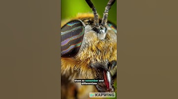 The Astonishing Ability of Bees: Recognizing Human Faces