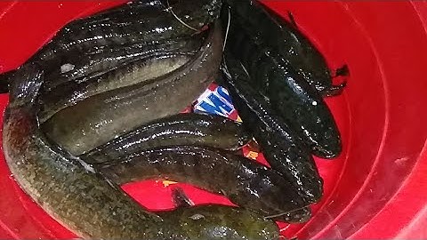 cắm câu cá lóc bằng mồi dế nhủi dính toàn Hugo (p11)