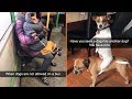 Funniest Dog Snapchats Ever Part 2