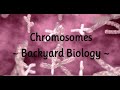 Chromosomes   Backyard Biology