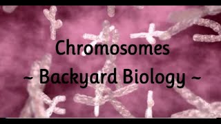 Chromosomes   Backyard Biology