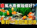 風水魚養幾條好？養對讓你一生財運滾滾來，身家過億不是夢