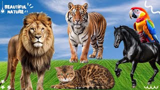 Happy animal moment: Lion, Tiger, Horse, Parrot, Cat  Animals sound
