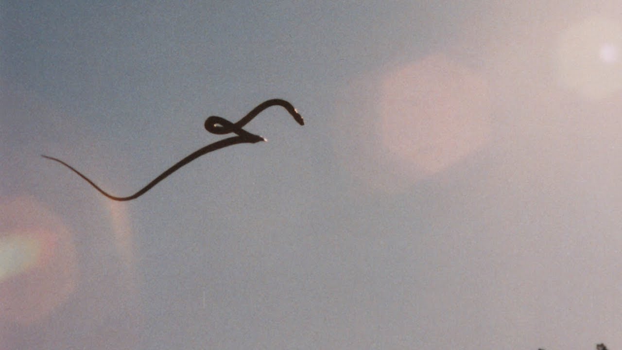 Flying snakes undulate in midair while gliding from trees. Virginia ...