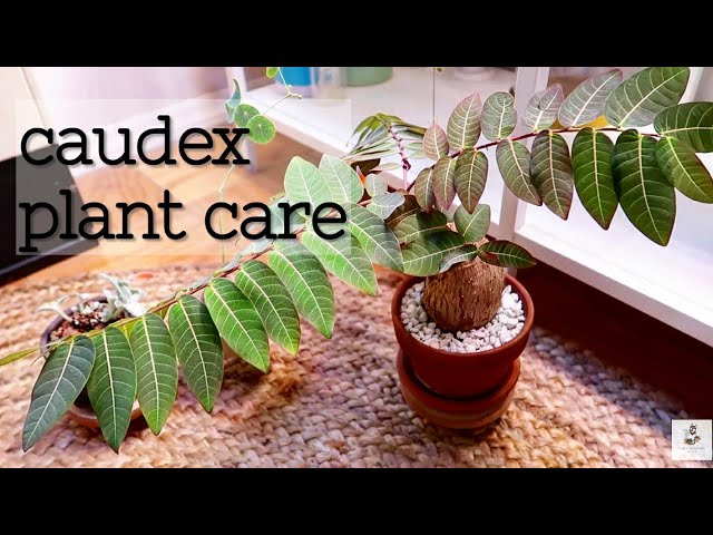 Caudex Plant Care - YouTube