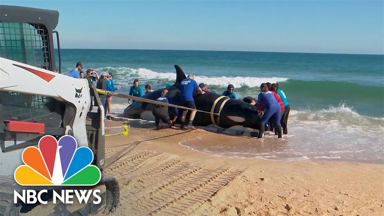 Experts say Orca whale found on Florida beach died 'consequently of illness'