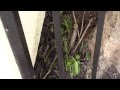 Socal Sprinkler Repair Call Now 657 231 9544 Socal Sprinkler Repair Call Now 657 231 9544