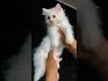 #cats #kitten #cat #animals #pets