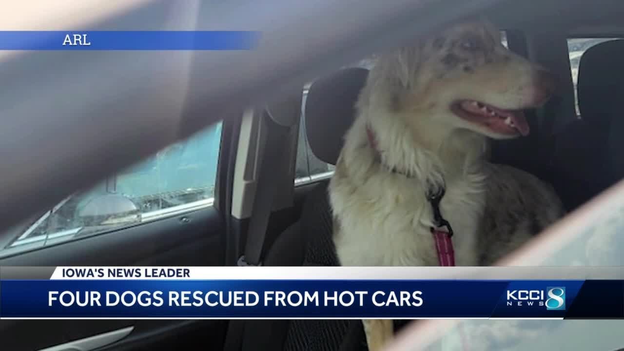 ARL, Des Moines police rescue four dogs from hot cars - YouTube