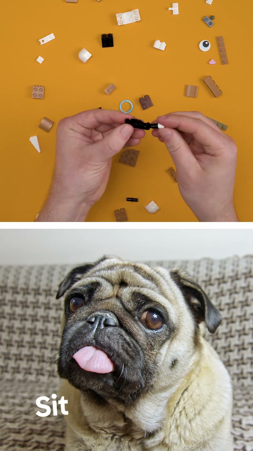 Cute pug videos are the best videos ? #shorts