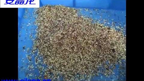 Angelon Color Sorting Machine