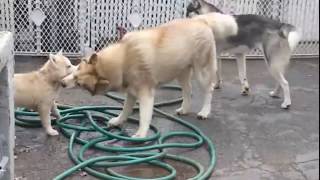 Yoda The Dirty Little Husky Has His 1st Fun Time In The Slop! by TWINPOSSIBLE House of HUSKIES 15,969 views 7 years ago 2 minutes, 9 seconds