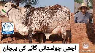 Judging A Cholistanirathi Cow