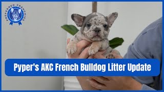 Pyper's AKC French Bulldog Litter Update
