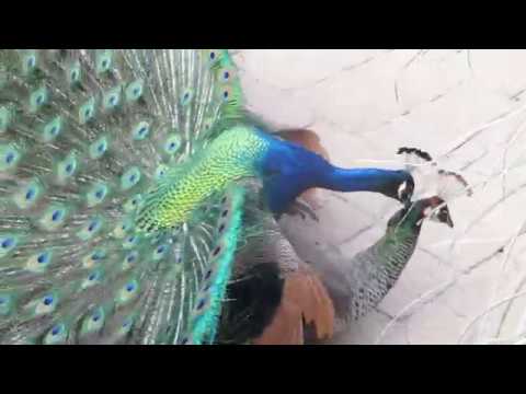 Peacock Mating 18