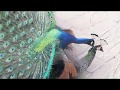 Peacock mating 18