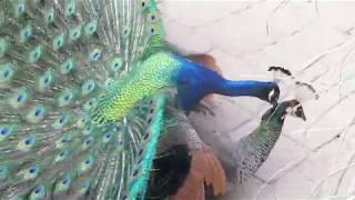 Peacock Mating 18