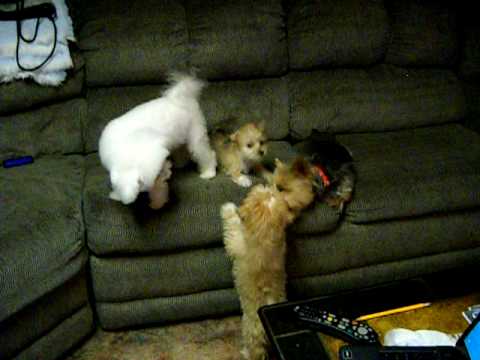 Yo-chon/yorkiech...  Puppys play with their Mommy ...