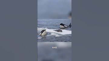 Killer Whales: Ocean
