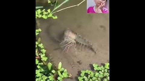 Clip cận cảnh Tôm càng lột vỏ