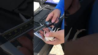 Texas Horned Lizard Survey Texas Horned Lizard Survey