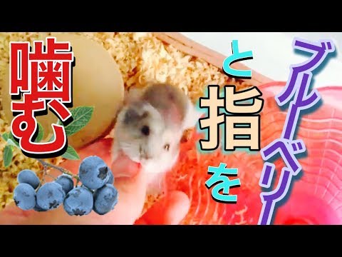 Go / hamster well-being