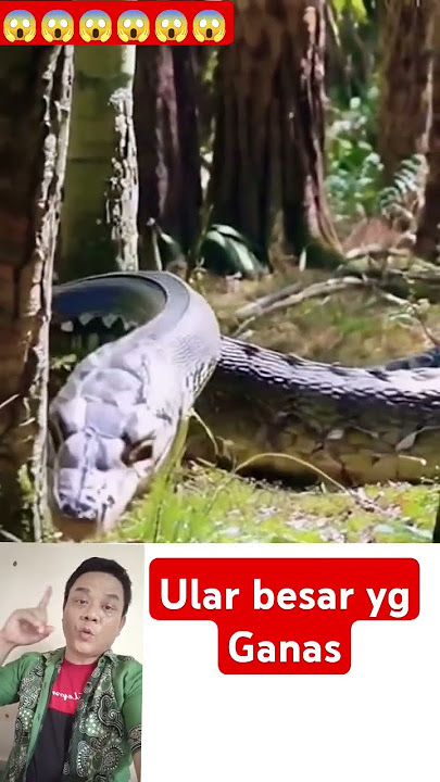 Ular besar yg ganas #hewan #hiburan # hewan #nonstop