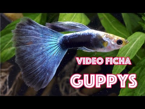 Vídeo: Como Manter Guppies