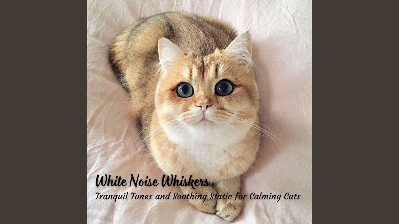 Feline Whispers In Chill Melody