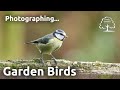 How photograph garden birds - Photographing Garden Birds - Part 3