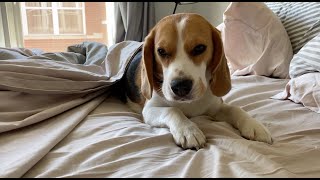 Cute beagle doesn't want to get up, even after 10 am