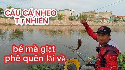 Câu cá nheo tự nhiên|bé mà giật phê quên lối về|#vuchinhfishing