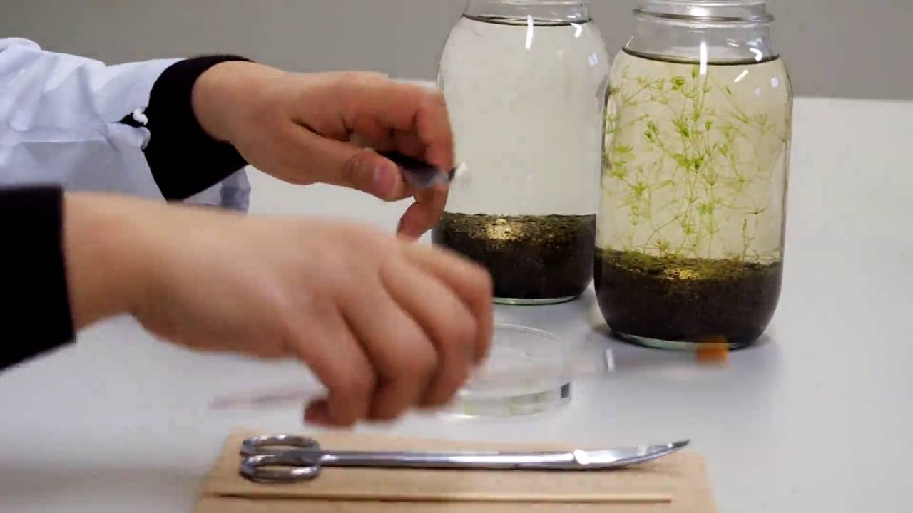 微生物系統保存施設 技術動画 No 005 シャジクモの植え継ぎ方法 Youtube 微生物系統保存施設 技術動画 No 005 シャジクモの植え継ぎ方法 Youtube