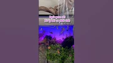 Dòng cá Xecan Short Body siêu đẹp không phải ai cũng biết